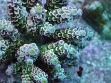 画像2: No.18 ウスエダミドリイシ ピンク (2)