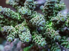 画像2: No.19 ウスエダミドリイシ ピンク (2)