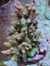 画像1: No.20 ハイマツミドリイシ レッド (1)