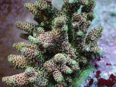 画像2: No.20 ハイマツミドリイシ レッド (2)