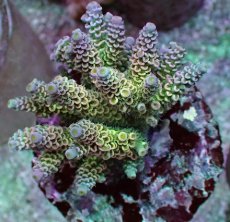 画像1: No.21 ウスエダミドリイシ ピンク (1)