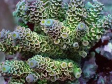 画像2: No.21 ウスエダミドリイシ ピンク (2)