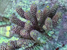 画像2: No.22 ウスエダミドリイシ ピンク (2)