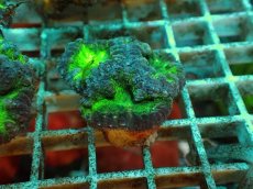 画像1: No.１ オオタバサンゴ ツートン (1)