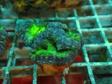 画像2: No.１ オオタバサンゴ ツートン (2)