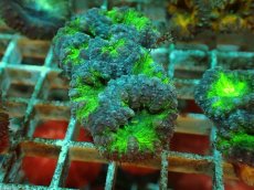 画像1: No.２ オオタバサンゴ ツートン (1)