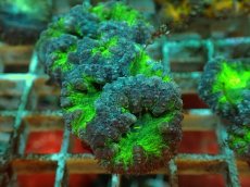 画像2: No.２ オオタバサンゴ ツートン (2)