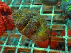 画像1: No.３ オオタバサンゴ ツートン (1)