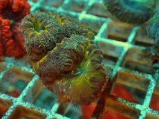 画像2: No.３ オオタバサンゴ ツートン (2)