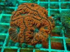 画像1: No.４ オオタバサンゴ ツートン (1)