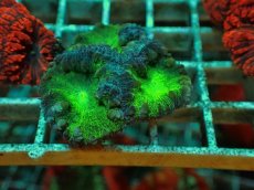 画像1: No.５ オオタバサンゴ ツートン (1)