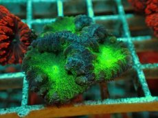 画像2: No.５ オオタバサンゴ ツートン (2)