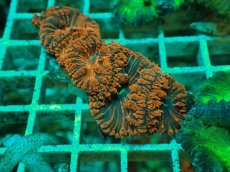 画像1: No.６ オオタバサンゴ ツートン (1)