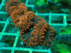 画像2: No.６ オオタバサンゴ ツートン (2)