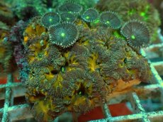 画像1: No.７ オオタバサンゴ ツートン (1)