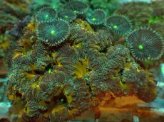 画像2: No.７ オオタバサンゴ ツートン (2)