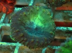 画像1: No.８ オオタバサンゴ ツートン (1)