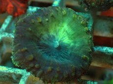 画像2: No.８ オオタバサンゴ ツートン (2)