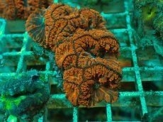 画像1: No.９ オオタバサンゴ ツートン (1)