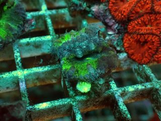 No.14 オオバナサンゴ マルチカラーを買うならアクアスタイルユー 大阪