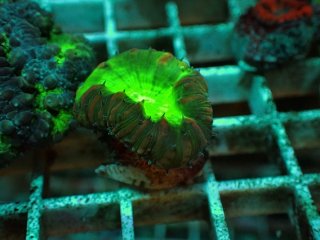 ライブロック ミックスザイズ を買うならアクアスタイルユー 海水魚