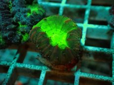 画像2: No.１１ オオタバサンゴ ツートン (2)