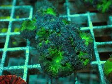 画像1: No.１２ オオタバサンゴ ツートン (1)