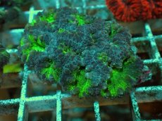 画像1: No.１３ オオタバサンゴ ツートン (1)