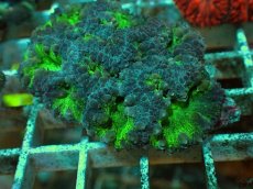 画像2: No.１３ オオタバサンゴ ツートン (2)