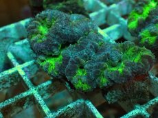 画像1: No.１４ オオタバサンゴ ツートン (1)