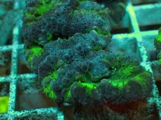 画像2: No.１４ オオタバサンゴ ツートン (2)