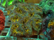 画像1: No.１５ オオタバサンゴ ツートン (1)