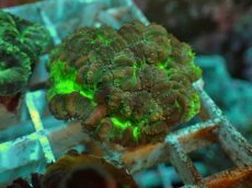 画像2: No.１６ オオタバサンゴ ツートン (2)