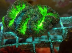 画像2: No.１８ オオタバサンゴ ツートン (2)