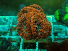 画像1: No.１９ オオタバサンゴ ツートン (1)