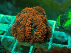 画像2: No.１９ オオタバサンゴ ツートン (2)