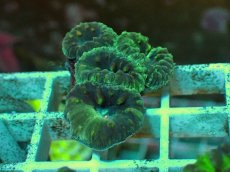 画像1: No.２０ オオタバサンゴ ツートン (1)