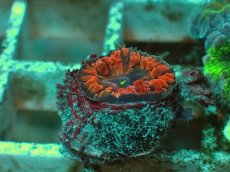 画像1: No.２１ オオタバサンゴ ツートン (1)