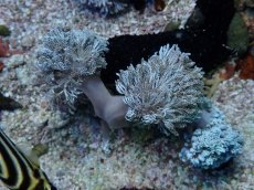 画像1: No.1 フィジー産 チガイウミアザミ　パクパク (1)