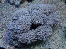 画像1: No.2 フィジー産 チガイウミアザミ　パクパク (1)