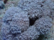 画像2: No.2 フィジー産 チガイウミアザミ　パクパク (2)