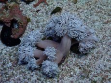 画像1: No.3 フィジー産 チガイウミアザミ　パクパク (1)