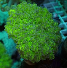 画像1: No.1 タコアシサンゴ　ツートン (1)