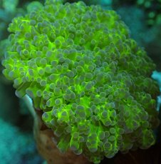 画像2: No.1 タコアシサンゴ　ツートン (2)