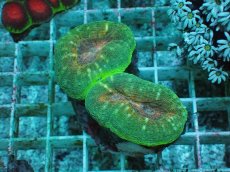 画像1: No.1 マルハナガタサンゴ ツートン (1)