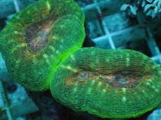 画像2: No.1 マルハナガタサンゴ ツートン (2)