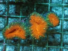 画像1: No.3 マルハナガタサンゴ ツートン (1)