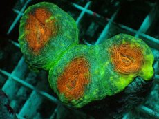 画像1: No.4 マルハナガタサンゴ ツートン (1)