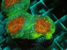 画像2: No.4 マルハナガタサンゴ ツートン (2)