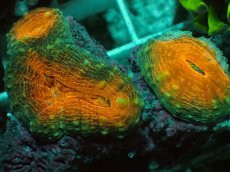 画像2: No.5 マルハナガタサンゴ ツートン (2)